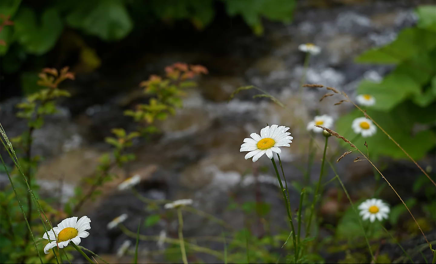 מצלמה דיגיטלית ללא מראה הכוללת עדשה Sony Alpha 7C II FE 28-60mm f/4-5.6 - שלוש שנות אחריות ע"י היבואן הרשמי