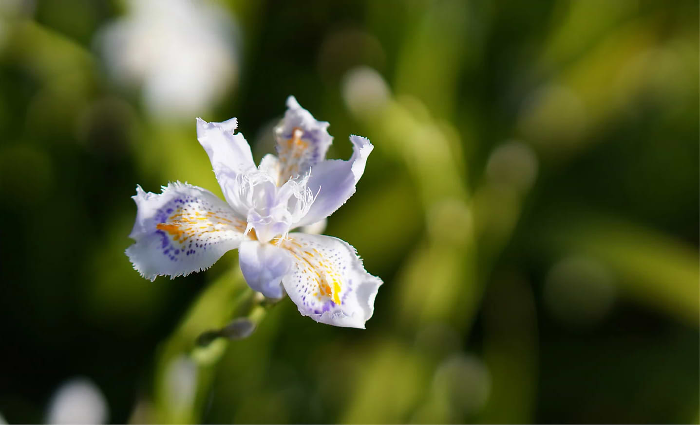 מצלמה דיגיטלית ללא מראה כולל עדשה Sony ZV-E10 E PZ 16-50mm f/3.5-5.6 OSS - צבע שחור שלוש שנות אחריות ע"י היבואן הרשמי