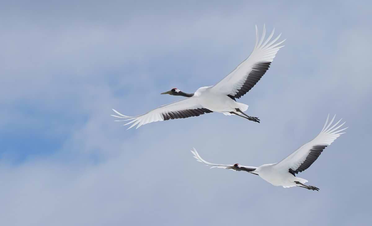 עדשת Sony FE 100-400mm f/4.5-5.6 GM OSS - צבע לבן שלוש שנות אחריות ע"י היבואן הרשמי