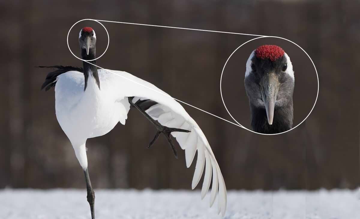 עדשת Sony FE 100-400mm f/4.5-5.6 GM OSS - צבע לבן שלוש שנות אחריות ע"י היבואן הרשמי