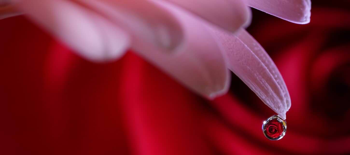 עדשת Sony FE 90mm f/2.8 Macro G OSS - צבע שחור שלוש שנות אחריות ע"י היבואן הרשמי