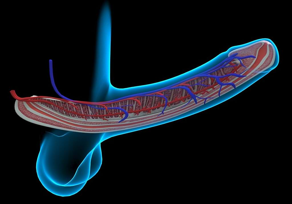 The Anatomy of the Penis de